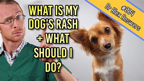 What Is My Dogs Skin Rash And How To Best Treat It — Our Pets Health
