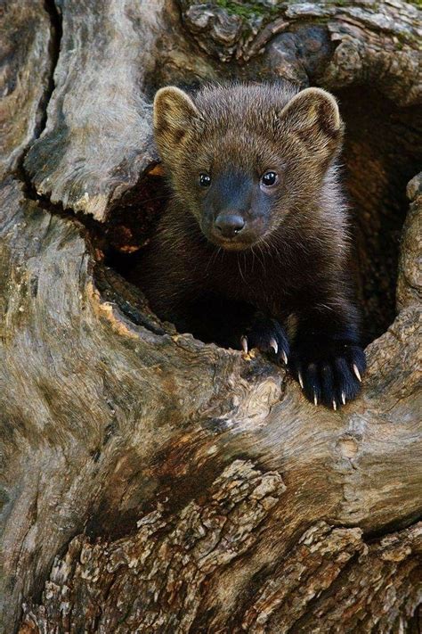Little Fisher Cat Peeking Out Of Its Log Den Fisher Cats Martes