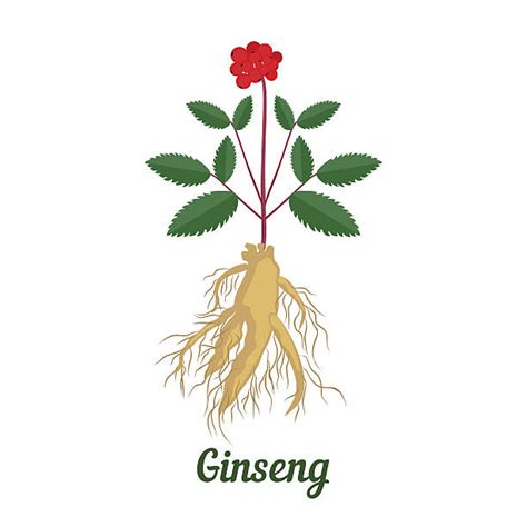 Best Ginseng Leaves Illustrations Royalty Free Vector Graphics And Clip