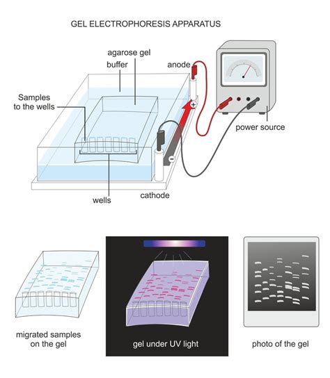 What Is Gel Electrophoresis How And Why Is It Useful Science Abc