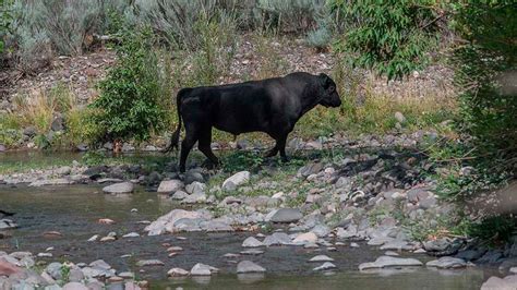 New Mexicos Feral Cows Will Be Shot From Helicopter Us Forest Service
