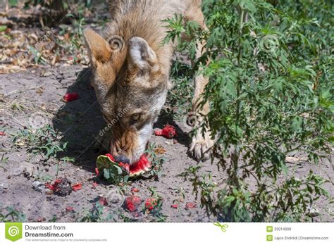 Do coyotes eat the whole cat. Wolves, Wolf Facts, Cougars, Cougar Facts, Coyotes, Coyote ...
