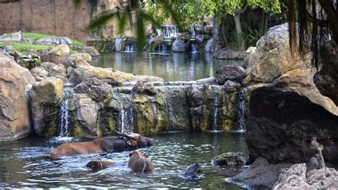 Bioparc Valencia Disfruta De Un Viaje Fascinante A La Naturaleza Salvaje