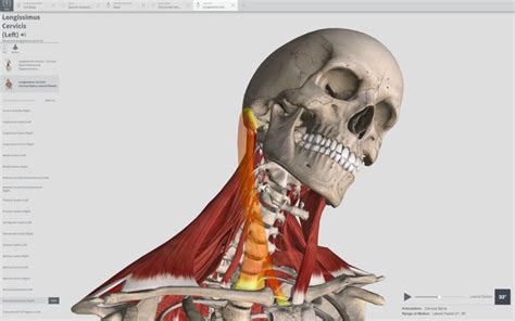Available for ios, android, windows, mac, chromebooks and as site licenses. Complete Anatomy 2019 4.0.1 download free : Mac Torrents