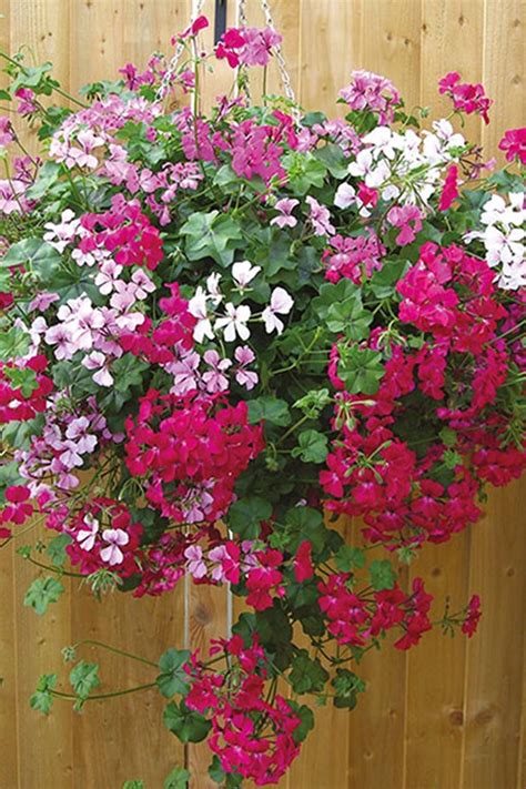 Maybe you would like to learn more about one of these? The best hanging baskets and flowers to put in them ...