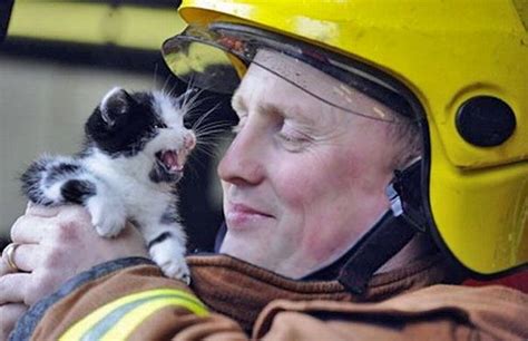 Firefighter Rescuing Small Kitty Animals Heartwarming Pictures