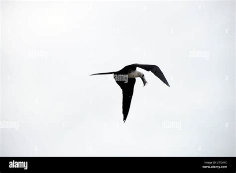 A Frigate Bird Flying Catching A Fish On The Sky Background In Baja