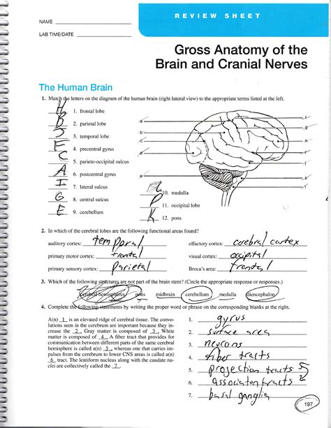 Exercise Gross Anatomy Of The Brain And Crainial Nerves Review Sheet My Xxx Hot Girl