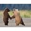 Funny Grizzly Bear Cubs Animal