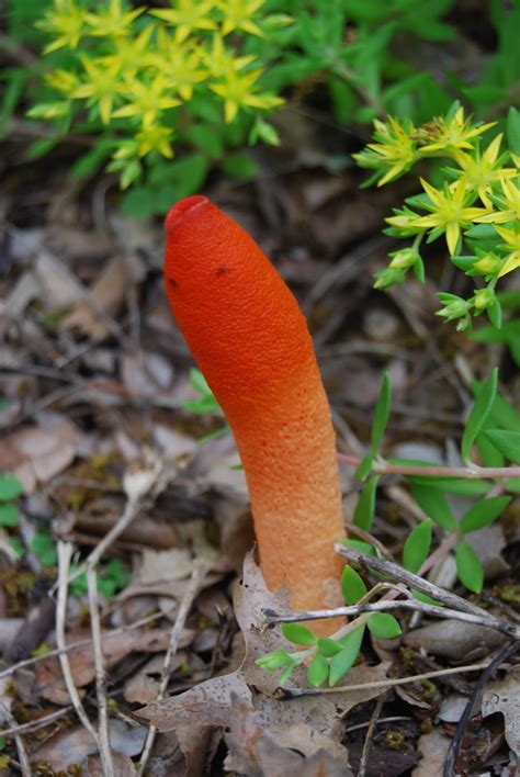 Ideas Of Inspiration Orange Mushroom