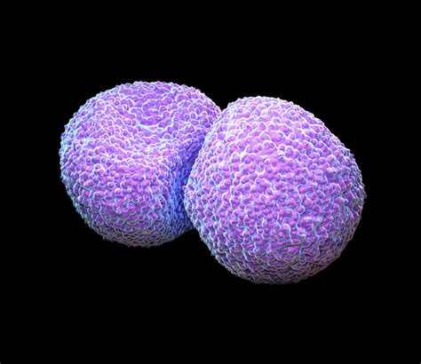Streptococcus Pneumoniae Bacteria Photograph By Roger Harris Pixels
