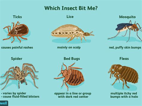 Bed Bug Bites Vs Flea Bites Vs Spider Bites Bed Western