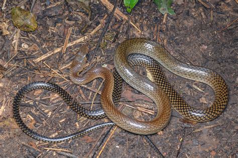Indo Chinese Rat Snake Ptyas Korros