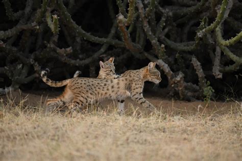 Hybridisation Roadkills Are Major Threats For The Indian Desert Cat
