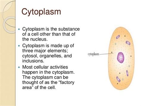 Cytoplasm Definition Structure Function With Diagram