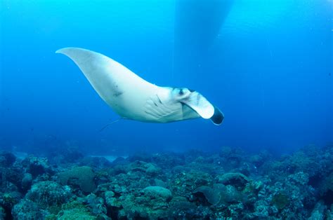 Scripps Graduate Student Discovers Worlds First Known Manta Ray