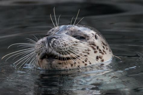 Harbor Seal Facts And Beyond Biology Dictionary
