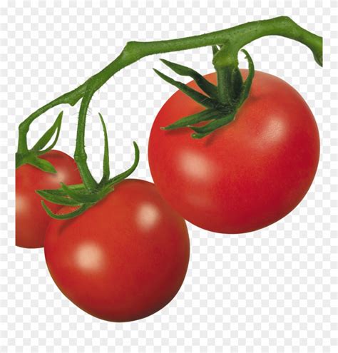 Tomato Plant Clip Art Mehmetcetinsozler Com Pin Roma Tomatoes No