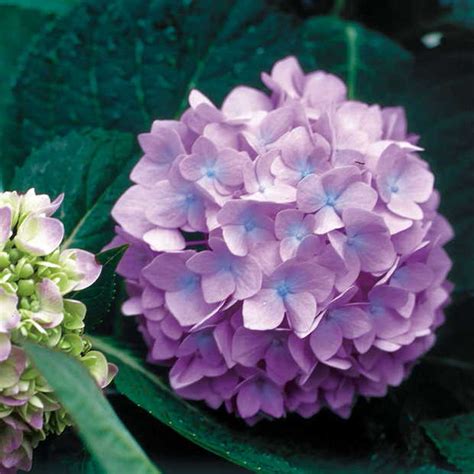 See more ideas about shade flowers, shade loving flowers, flowers. 7 Gorgeous Shade Loving Plants | The Garden Glove