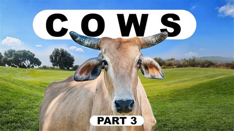 Сows Walking Sounds Cows Happy Cows Cow Sound Cow Sound Effect