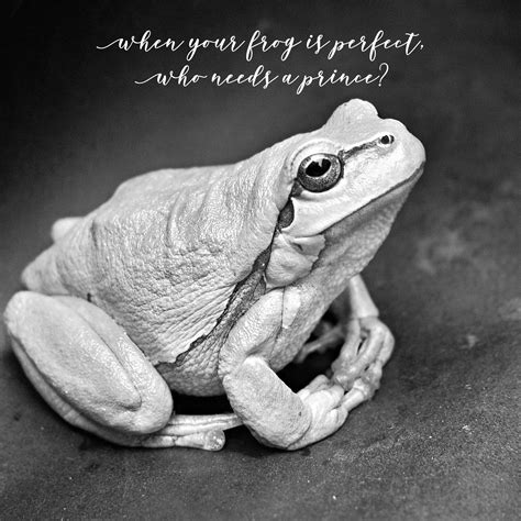 Quote About Frogs Positive Frog Quotes Iona Hunt