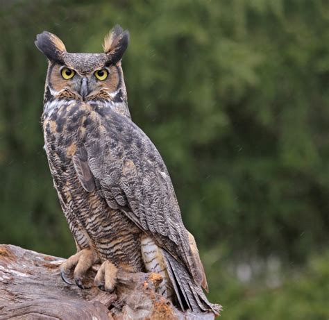 8 Species Of Owl In Ohio Bird Advisors