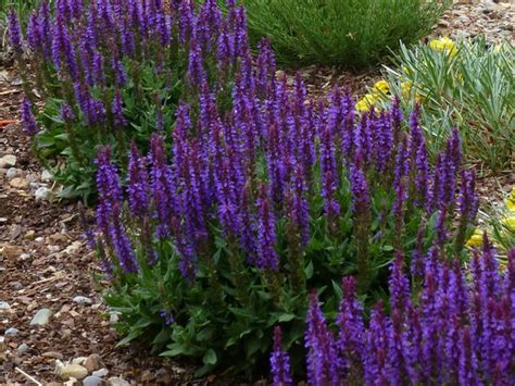 This is a low growing shrub, that likes sun and has little white flowers in the spring. 20 of the Best Deer Resistant Annuals for Chester County ...