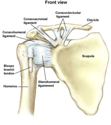 Anterior Ligaments Of The Shoulder Girdle Shoulder Anatomy Upper