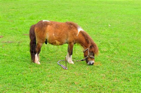 Miniature Horse Eating Grass On The Stock Image Colourbox