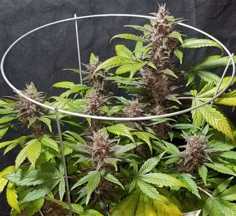 Delicious Seeds Dark Purple Auto Grow Diary Journal Week6 By