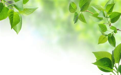 Green Leaf Wallpaper Hd 70 Images