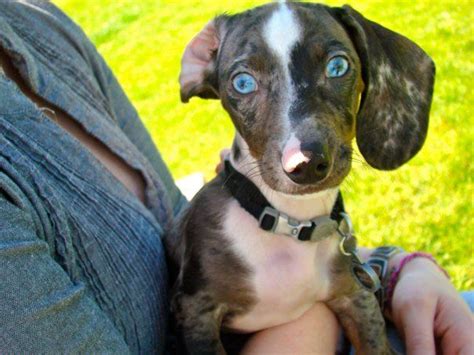 Blue Eyed Dachshund Cute Dogs And Puppies Cute Dogs Cute Animals
