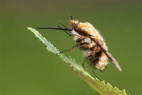 Matt Cole Macro Photography Bee Flies