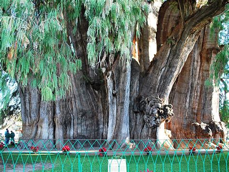 The Tree Of Tule In Oaxaca City Mexico Sygic Travel