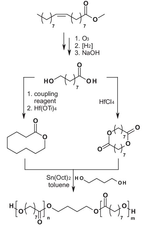 Synthesis Of Lactone And Dilactone Structures From Methyl Oleate And