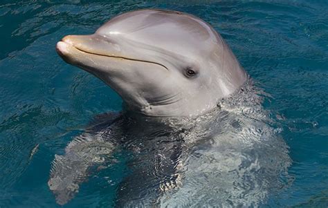 10 Facts About Bottlenose Dolphins National Geographic Kids