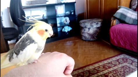 Parrot Having Sex With My Hand Youtube