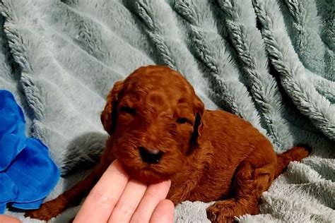 Akc Standard Red Poodle Puppy