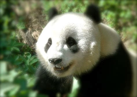 Smiling Panda Wandering The World In Magic Places Flickr