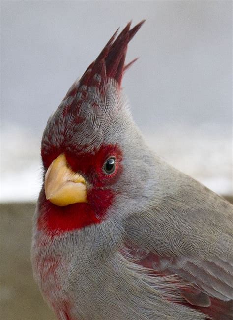 Pyrrhuloxia Cardinal Birds Beautiful Birds Pet Birds