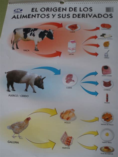 El administrador del blog nuevo ejemplo 03 january 2019 también recopila otras imágenes relacionadas con los lista ejemplos leguminosas y alimentos de origen animal a continuación. Sesión 2: Alimentos de origen animal | Poster, Ccnn, Carne