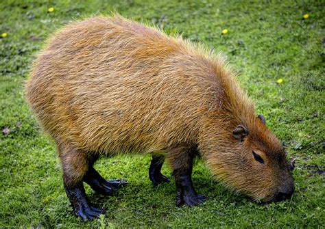 Capybara Animal Facts Appearance Size Habitat And More Cool Kid