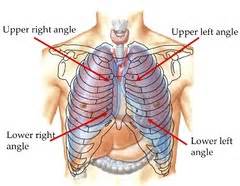 The spleen sits under your rib cage in the upper left part of your abdomen toward your back. Organs Under Lower Left Rib Cage | apexwallpapers.com