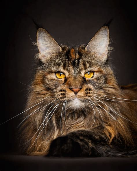 Perfect Photographs Of Maine Coons The Largest Domesticated Cats In