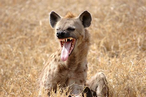 Pin By John Veland On Animals Lions And Hyenas Hyena Wild Dogs
