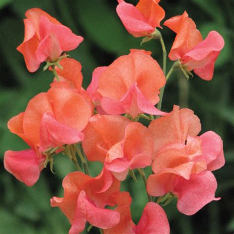Sweet Pea Seeds Prince Of Orange Flower Seeds In Packets And Bulk