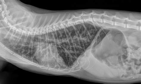 Right Lateral Radiograph Of A Six Month Old Cat Infected With