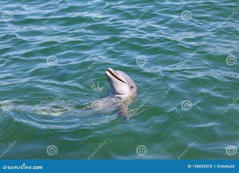 Smiling Dolphin In Blue Water In Sea Editorial Stock Photo Image Of