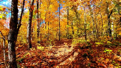 Michigan Fall Colors Are Behind Schedule Sept 29 Foliage Update