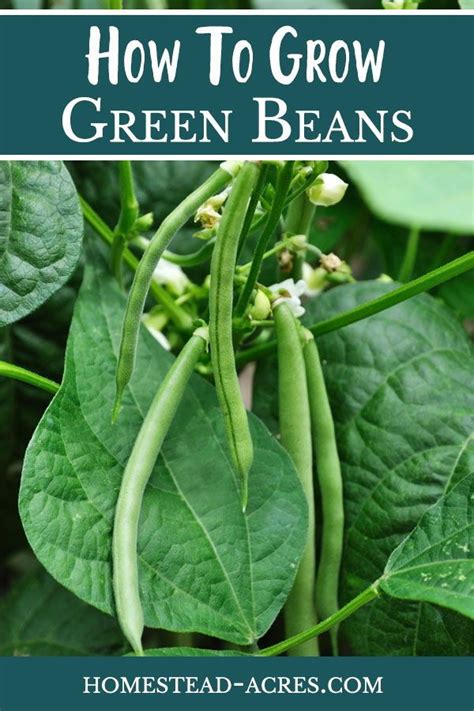 You can plant the seeds of bush beans either manually or by using a garden seeder. How To Grow Green Bush Beans For A Successful Harvest ...